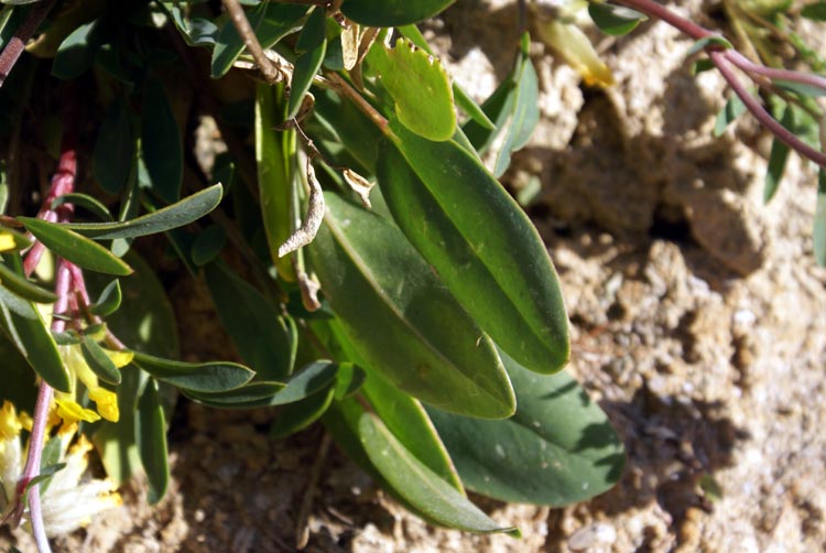 Anthyllis vulneraria sl.